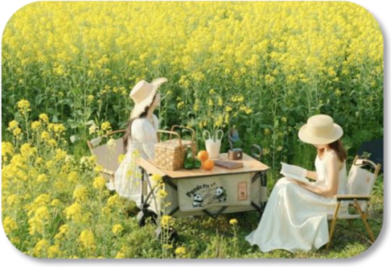 葫芦岛春季油菜花海