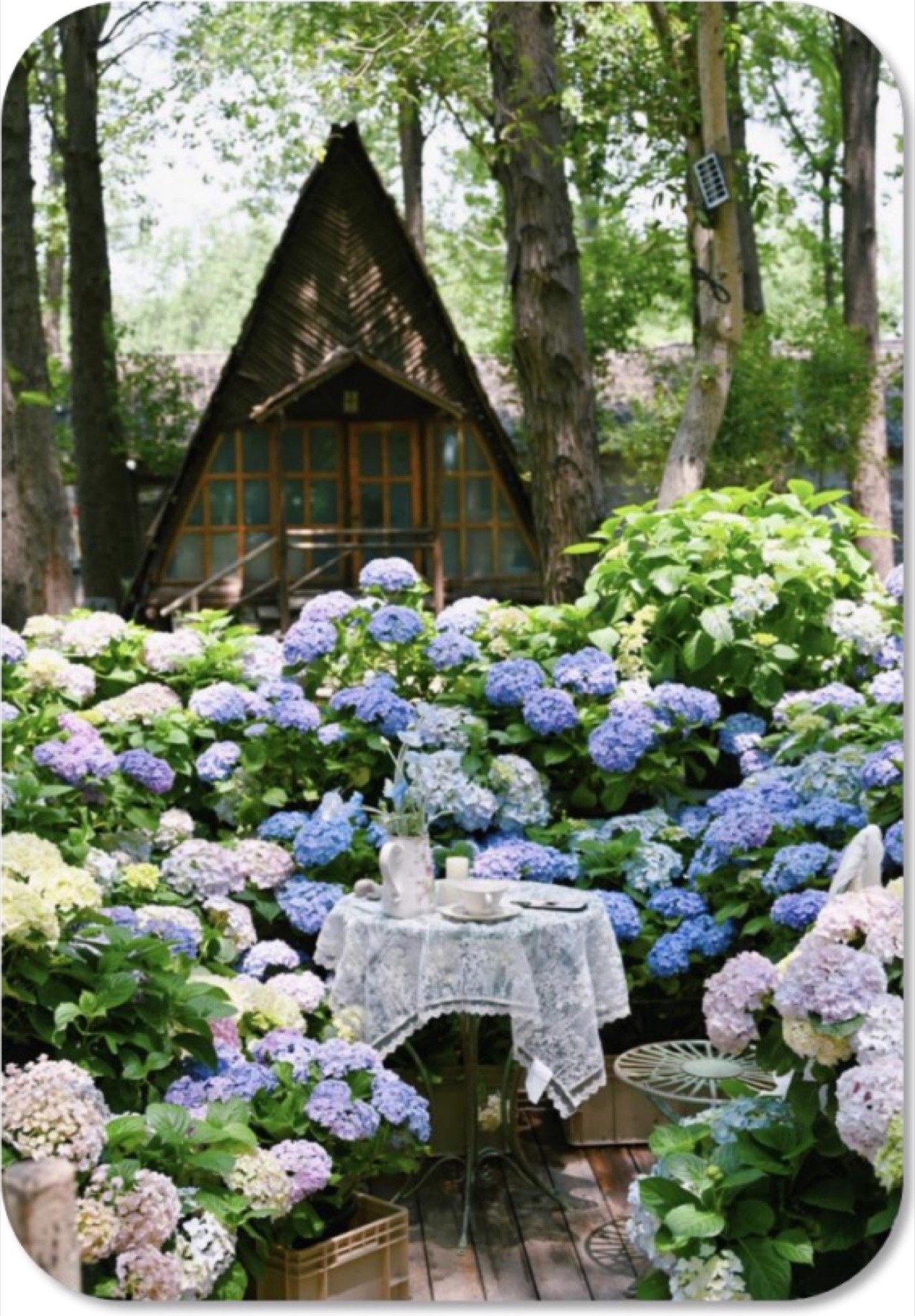 葫芦岛莫奈花园