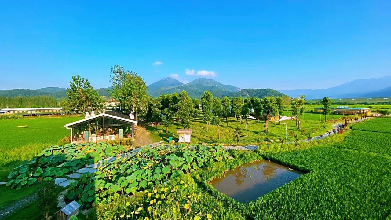 黄梅袁夫稻田航拍全景
