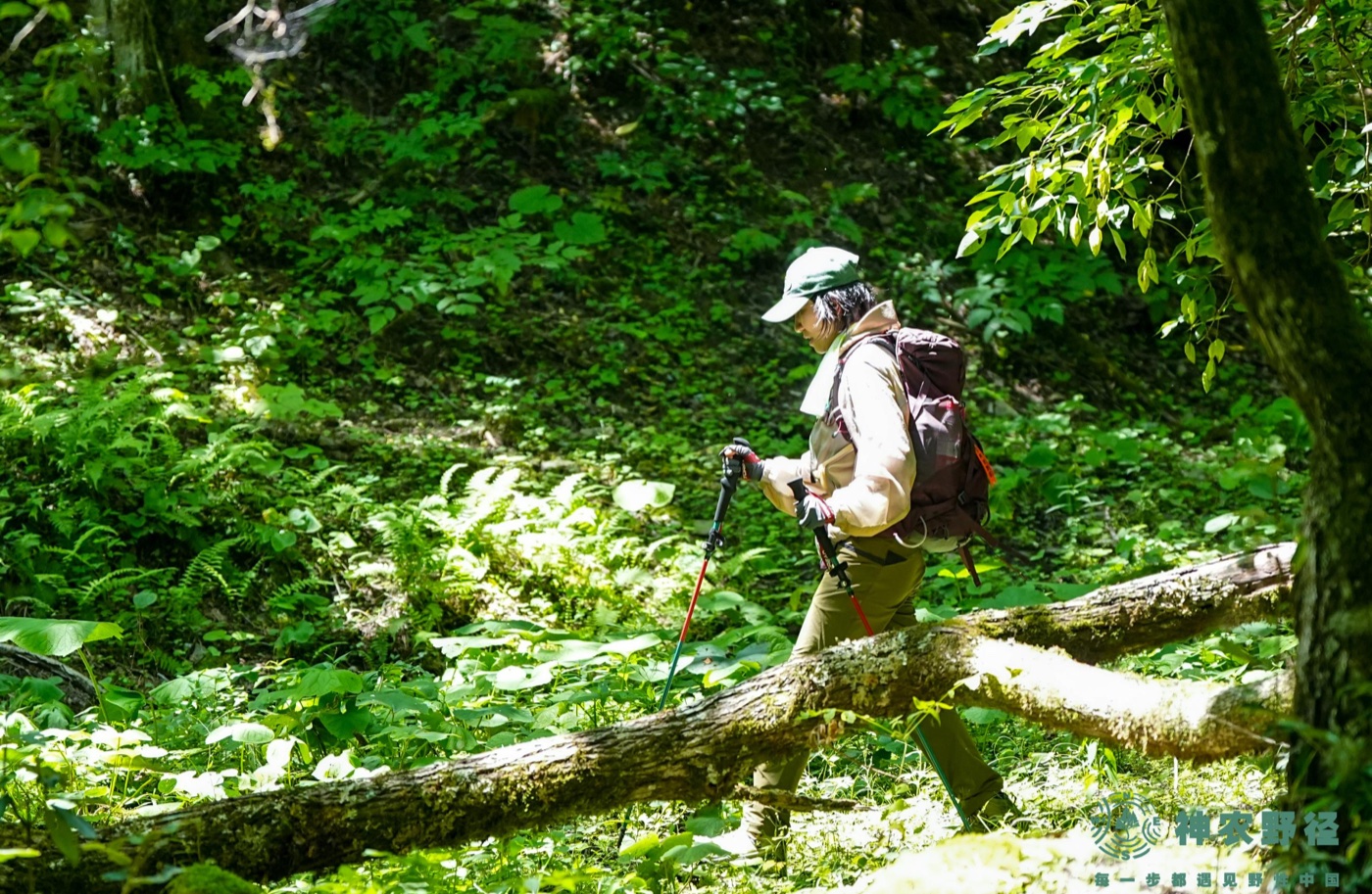峡谷线11公里以景观密度替代强度，沿途瀑布群与原始森林构建沉浸感