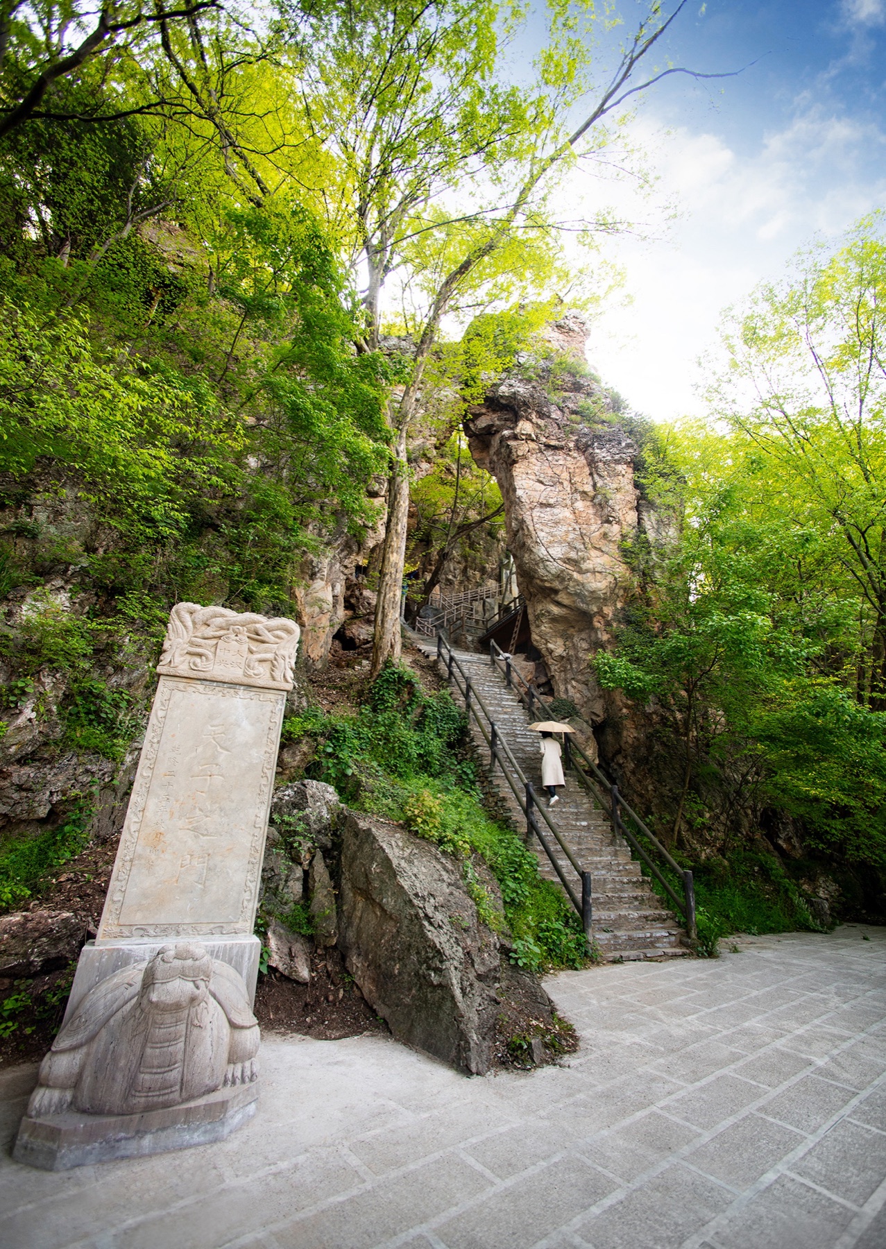 绿林寨石阶古树