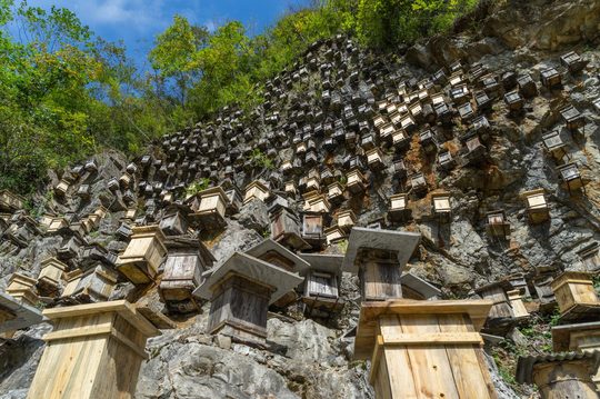 神农架蜂箱中景,绿树+岩壁,生态党建主题
