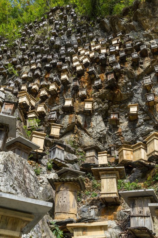 神农架悬崖蜂箱全景,木箱密布,生态坚守视觉冲击