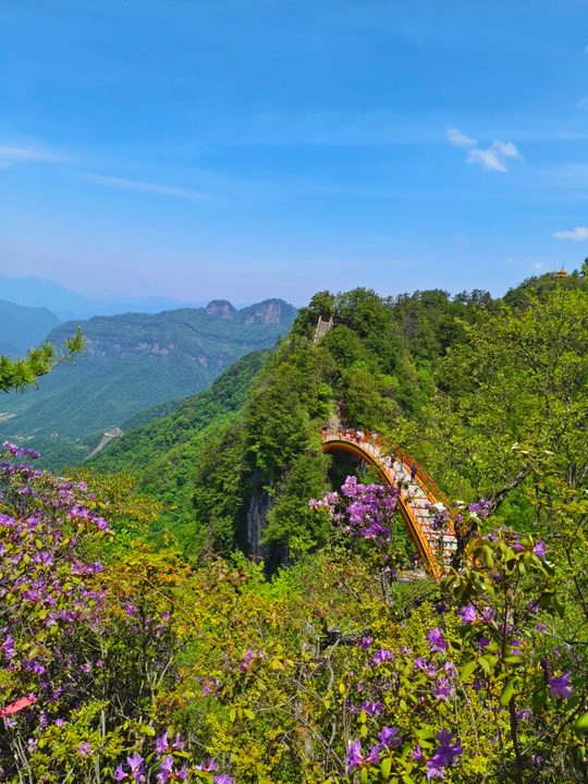 神农架彩虹桥+紫色杜鹃花+游客,夏季标志景观