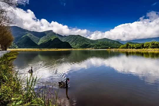 神农架湖+黑天鹅+山+云,生态代表