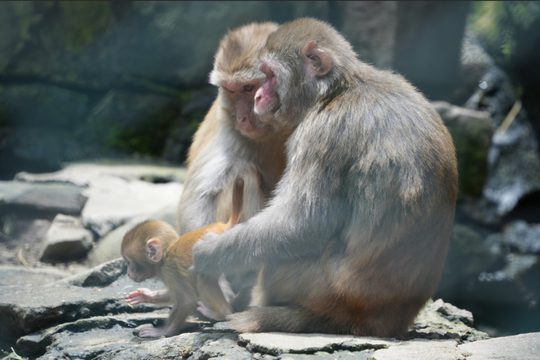 猴谷景观实拍；实际游览节点随选定线路安排。