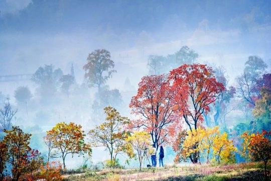 北山红叶景区往年实景,树形、田园与远景共同进入画面。