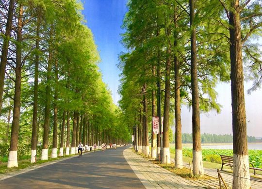 林荫步道实景,照片中的季相不作为今年团期的实时证明。