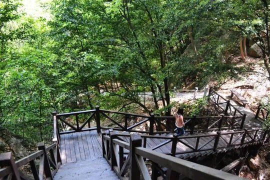林间步道实景,选线要同时看台阶与可停留位置。