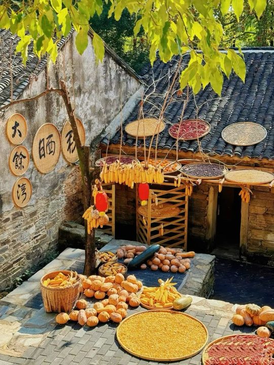 竹匾、粮食与老屋组成古村秋日的画面。