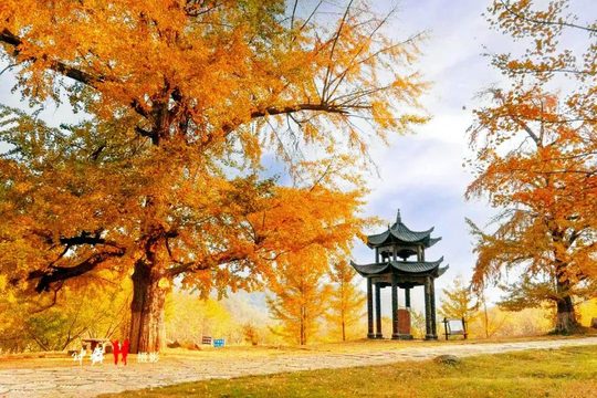 古银杏与亭子相伴的秋日景色(往年资料图)。