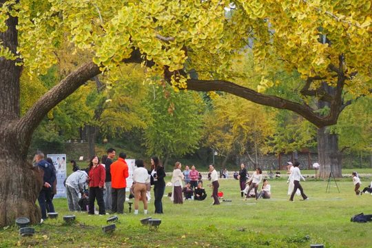 古银杏树下的游人,为树冠的体量提供了参照(2025年资料图)。