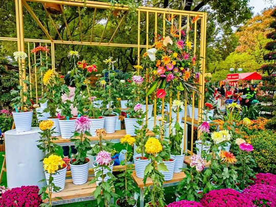 往届菊展的花艺与花园搭配（2025年资料图）。