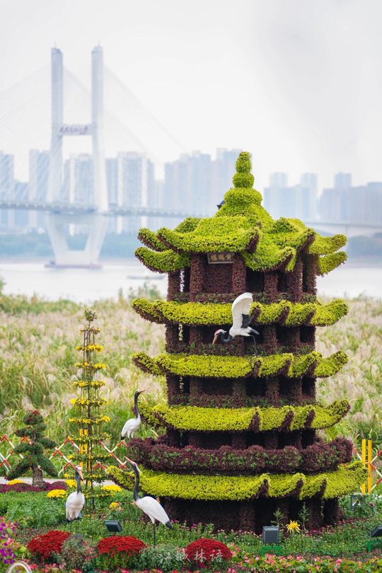 汉口江滩往届菊艺造景，与长江二桥同框（2025年资料图）。