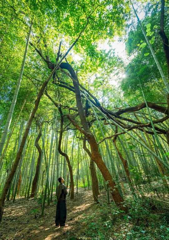 熊廷弼公园一带的竹林环境（2025年资料图）。